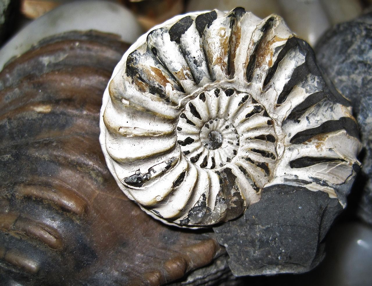 fossil nautilus 1075011 1280